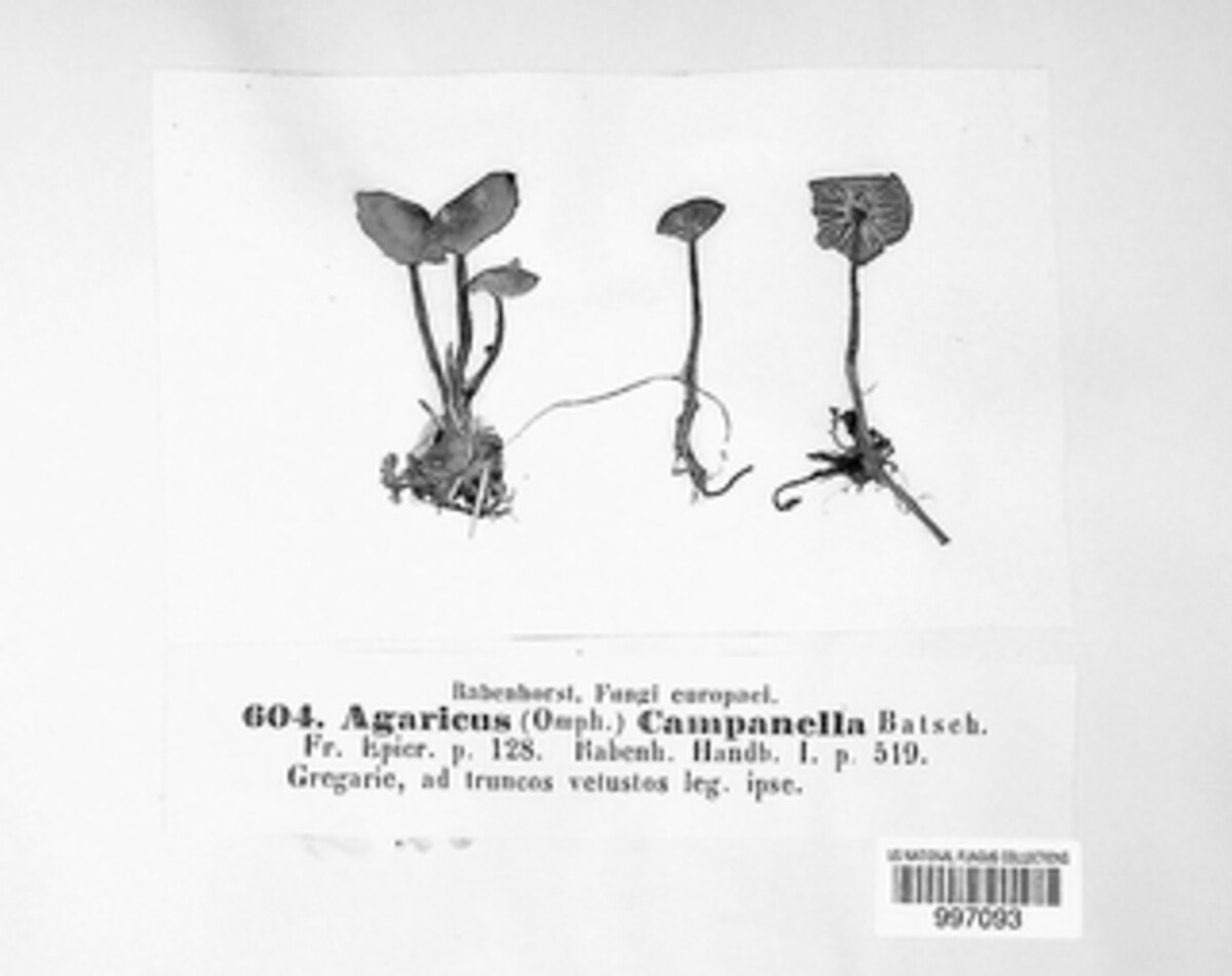 Xeromphalina campanella image